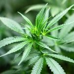 Six Marijuana Legalization Lessons: Three Recently Approved Plans Show What Politicians Have Learned (or Failed to Learn) Since Colorado Became the First State to Allow Recreational Use