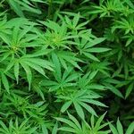 Biden Hedges on His Promise to Free Pot Prisoners: The President Still Has Not Caught Up With Most Americans on Marijuana Policy