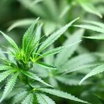 When Will Democrats Get Serious About Repealing Pot Prohibition? Instead of Building on Republican Support for Federalism, They Seem Determined to Alienate Potential Allies
