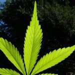 Chuck Schumer Learned Nothing From the Failure of Pot Legalization in California: The Senate Majority Leader's Marijuana Bill Would Pile on More Taxes and Regulations, Despite Years of Complaints About the Barriers They Create