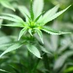A Judge Accepts the Biden Administration's Dubious Argument for Banning Gun Possession by Marijuana Users: Even People Who Use Cannabis for Medical Purposes Risk Severe Penalties for Daring to Exercise Their Second Amendment Rights