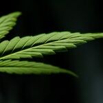 The Biden Administration Still Insists That Cannabis Consumers Have No Right to Arms: As Pot Prohibition Collapses Across the Country, That Policy Is Increasingly Untenable