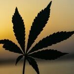 Rescheduling Marijuana Would Leave Federal Prohibition Essentially Untouched: Although the HHS-Recommended Change Would Benefit Researchers and the Cannabis Industry, It Would Not Resolve the Conflict Between State and Federal Marijuana Laws