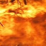 The First Firestorm