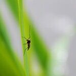 Kids or Mosquitoes