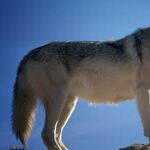 In the Land of the Boy Who Cried Wolf
