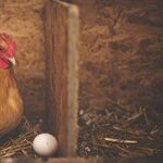 The Great Chicken Egg Conspiracy