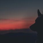 Everybody's Wolves Come Home to Roost