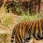 The Tiger by the Tail