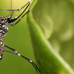 CDC Dropping the Ball on Zika