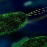 Germs Multiply While CDC Fiddles
