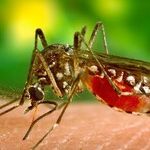 Zika's Nasty Facts