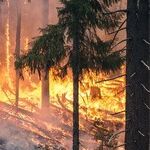 The Burning Issue with California Fires