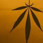 Pols Not Telling You About Dangers of Legalizing Weed