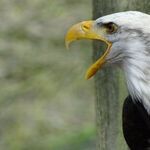 Why is Trump So Hated? It's The Tribalism