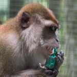 Partying Hipsters, Shrimp Fight Club and Monkeys in Hamster Balls