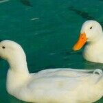 Lame Ducks and Corporate Tax Privileges