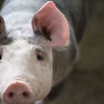 Hurricane Harvey Relief Comes With an Extra-Large Side of Pork