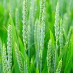 Is Ethanol Cronyism on the Ropes?
