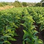 For Food Abundance, Think Bigger Than Another Farm Bill