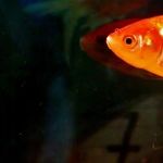 A Stinky Goldfish and Expensive Sneakers