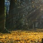 Curious About Death and Dog Naming