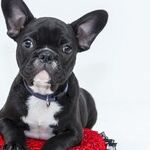 Birth Control and Dying Family Dog