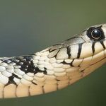 Unholy Holocaust Remembrance and a Pet Snake