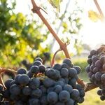 Wine -- An Appellation Primer