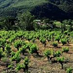 Gorgeous Wines of Alsace