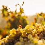 Inexpensive Wines