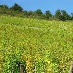 Gorgeous Wines of Alsace