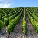 The Sauv Blanc Myth