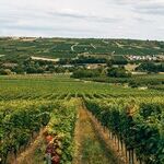 Sauvignon Blanc Whereness