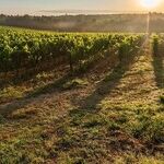 Italian Red Grapes