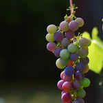 Dealing with Wine Snobs