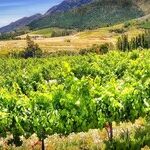 Tasting Rooms