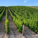 Sauvignon Blanc