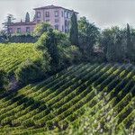 Wine's Many Paths