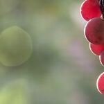 Obscure Grapes