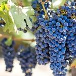 Things in Wine