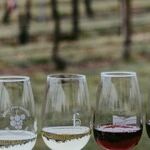 Wine Terminology