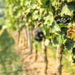 Loire Valley Reds
