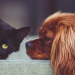 Why Social Interaction Is Essential