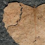 Can a Broken Heart Kill You?