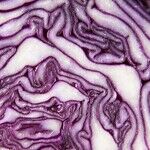 Genius Foods