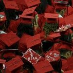 Cowards of Academia