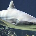Jumping the Shark: The News Media Way