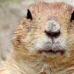 Groundhog Day in America