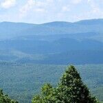 There Are Deep Roots in These Mountains